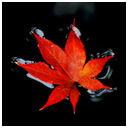 fall leaf